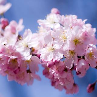 Spring Blossom Background