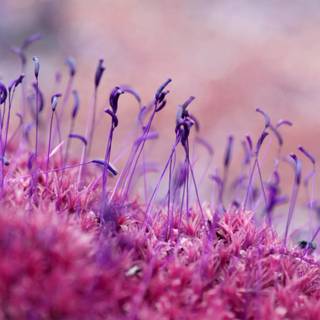 Pohlia Nutans Stock Illustrations