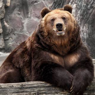 urs brun maiestuos – Puterea și prezența vieții sălbatice