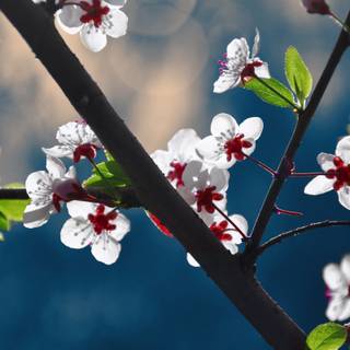 Flori roșii și albe frumoase