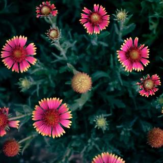 flori gaillardia din Al Khobar corniche