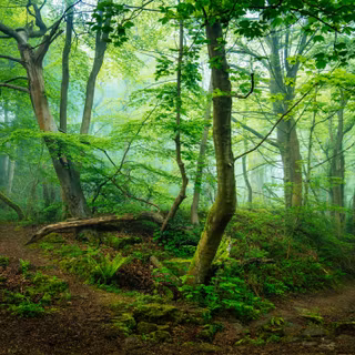 Green Forest