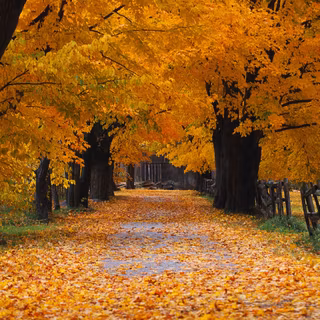 Windows XP Autumn Background