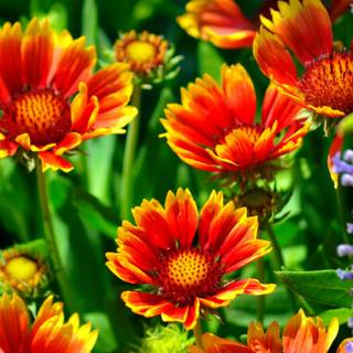 Gaillardia ×grandiflora