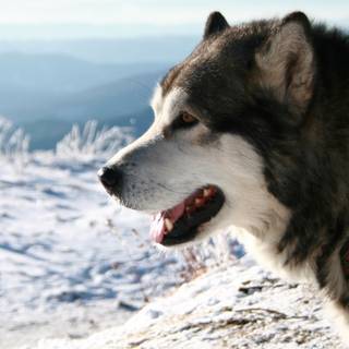 câine husky frumos cu limba scoasă