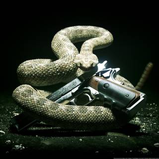 pistol semiautomat gri și șarpe gri