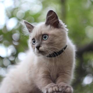 cat on branch tree perch blue eyes