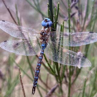 Blue Dragonfly