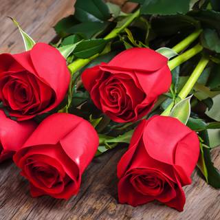 Beautiful Red Roses Flowers