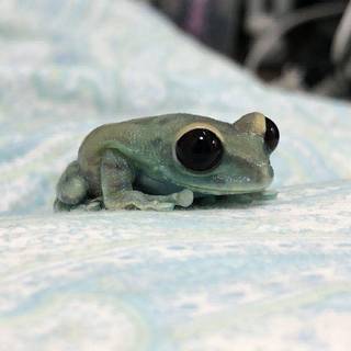 my little frog name snow :) she is so tiny!