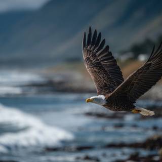 Flying Bald Eagle