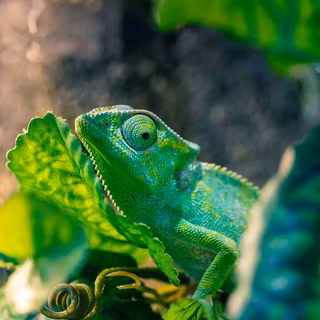 Chameleon