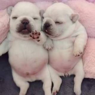 I am pibble wash my belly now!!!!!!!!!!!!!!!!!!!