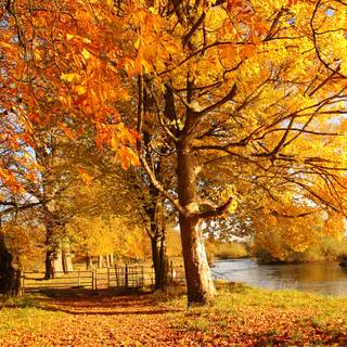 Autumn Landscape Beautiful City Park With Fallen Yellow
