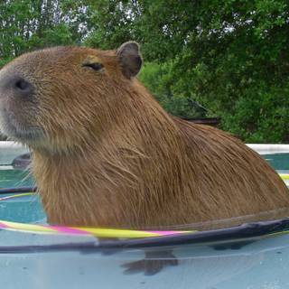 capybara computer