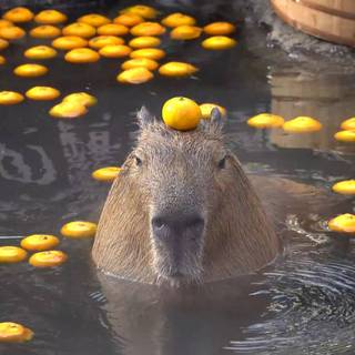 capybara computer