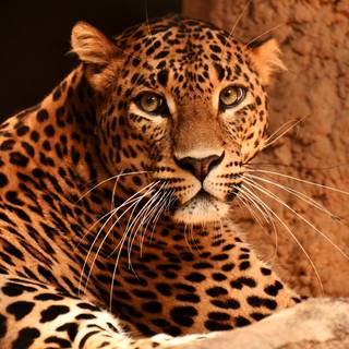 Multiple sighting of leopard creates fear in residents