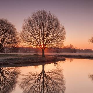 Golden Sunset and Bare Trees reflection on the lake