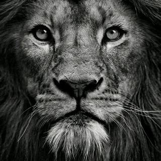 The Lion-King of the Jungle