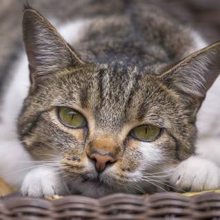 Gray Black And White Cat With Green Eyes