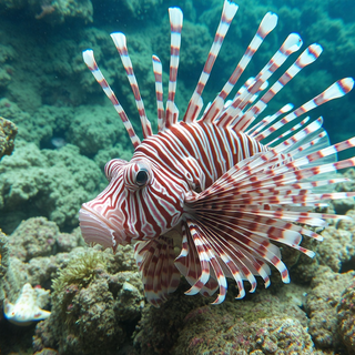 Lion Fish