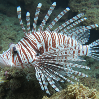 Lion Fish