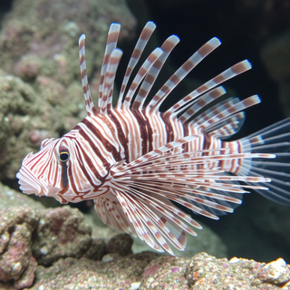 Lion Fish