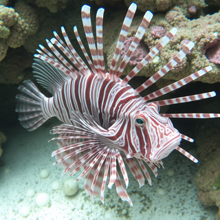 Lion Fish
