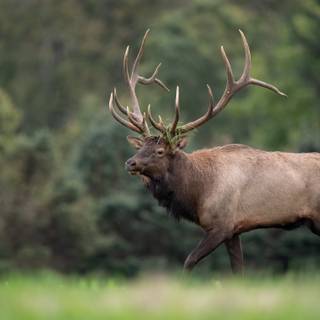 Rocky Mountain elk