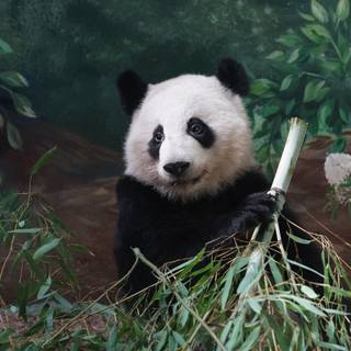 Giant Panda Cub Climbs Tree in Wolong Valley