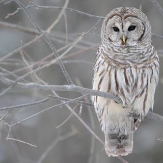 Bufnița pătată (Strix varia)