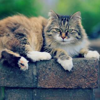 Pisica norvegiană de pădure