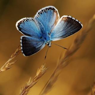 blue butterfly