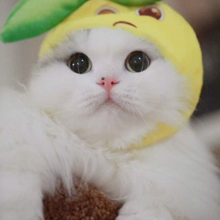 lemon kitty