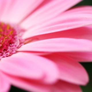 pink Gerbera daisy flower