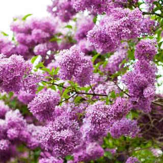 Flori de liliac - Syringa