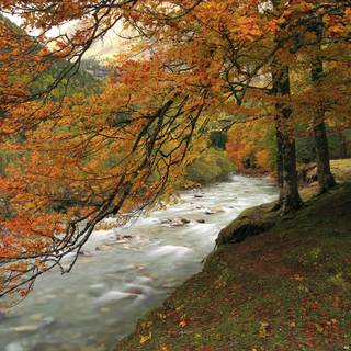 Forest creek in autumn