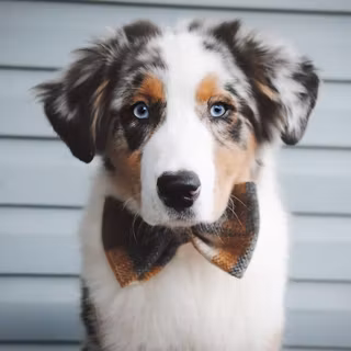 Australian Shepherd Puppy