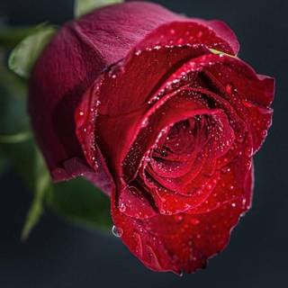 trandafir roșu vibrant, acoperit cu picături de apă