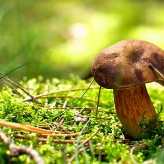 ciupercă din familia Boletaceae