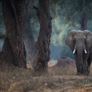Elephant Africa