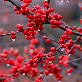 winterberry