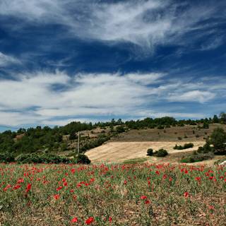 peisaj rural cu un câmp de maci roșii în prim-plan