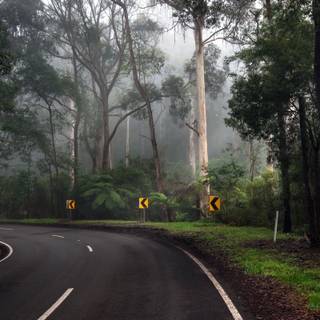 drum de pădure sinuos, înconjurat de copaci înalți și vegetație densă