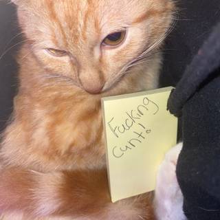 Cat cute Amazing smart 