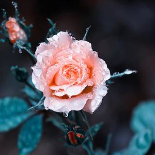 trandafir de grădină de culoare roz-piersică