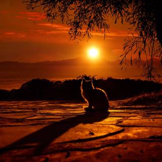 Cat (sunset)