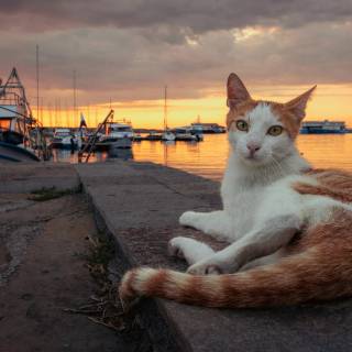Cat (sunset)