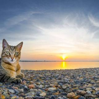 Cat (sunset)