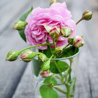 Gertrude Jekyll într-un pahar cu apă